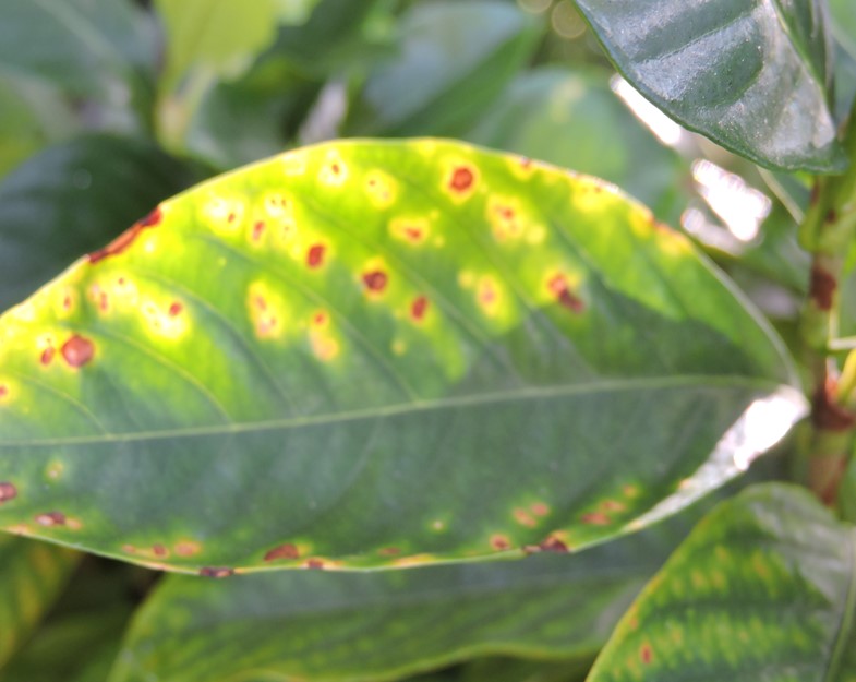 Bradford Pear potassium deficiency